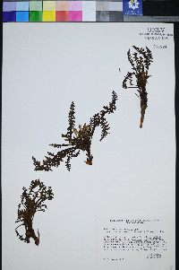 Pedicularis semibarbata var. charlestonensis image