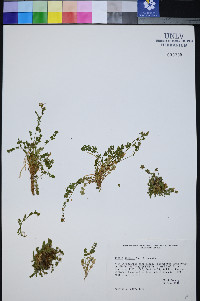 Ivesia jaegeri image