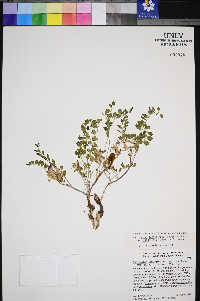 Astragalus lentiginosus var. latus image