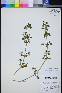 Jamesia tetrapetala image
