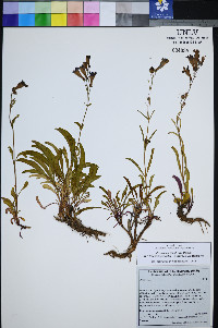 Penstemon leiophyllus image