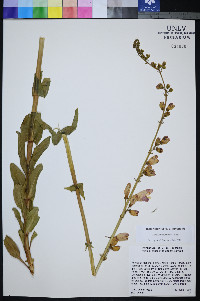 Penstemon palmeri image