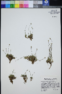 Eremogone congesta image
