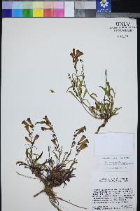 Penstemon leiophyllus image