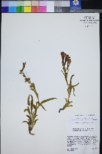 Penstemon leiophyllus image