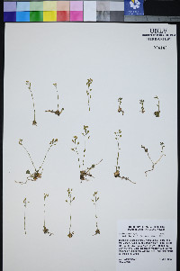 Draba cana image