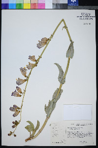 Penstemon palmeri subsp. palmeri image