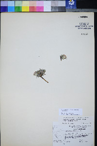 Townsendia jonesii var. tumulosa image
