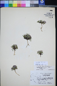 Townsendia jonesii var. tumulosa image