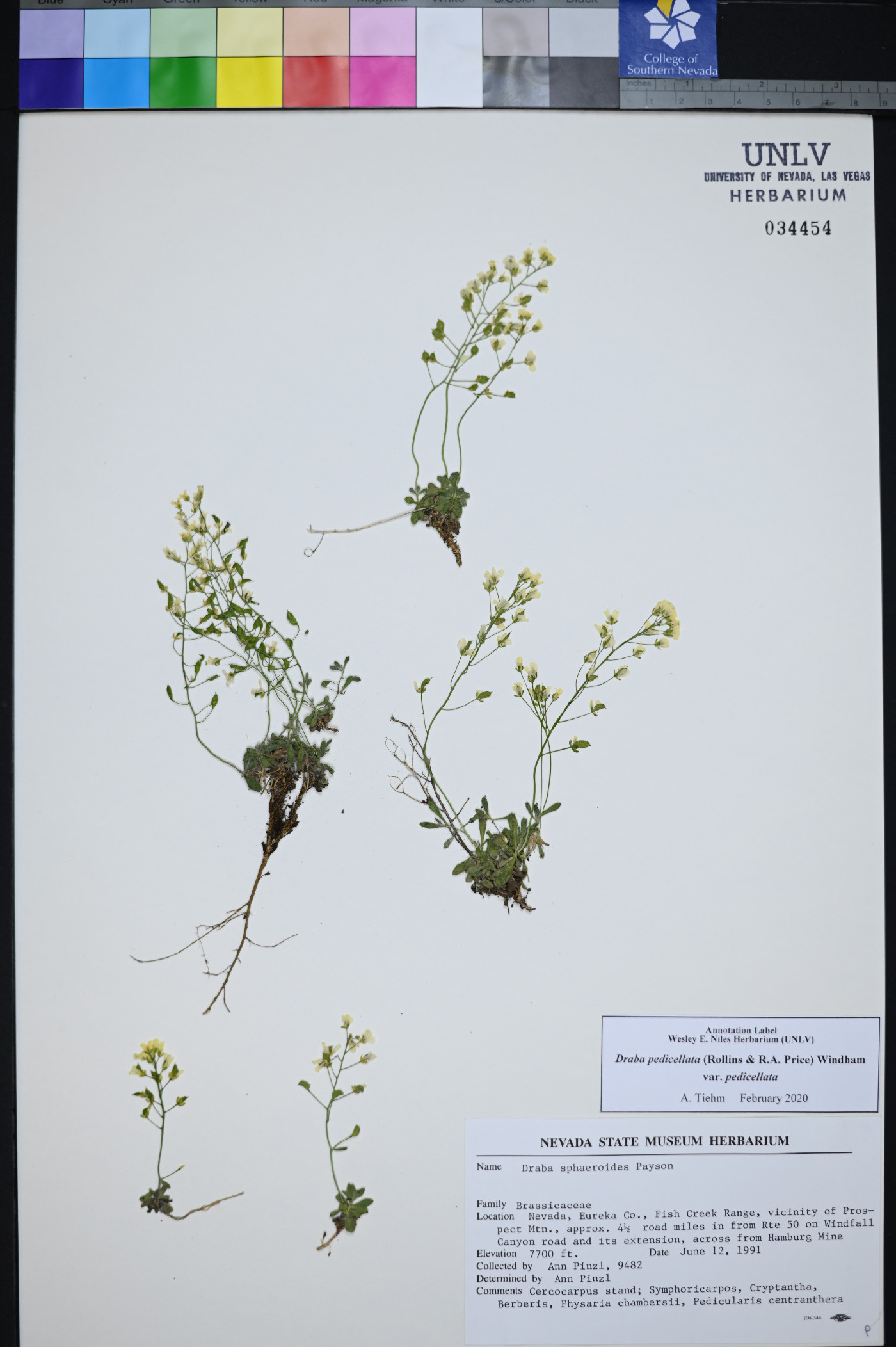 Draba pedicellata image
