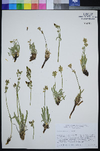 Frasera pahutensis image