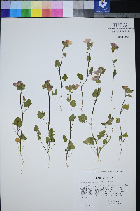 Sphaeralcea coulteri image