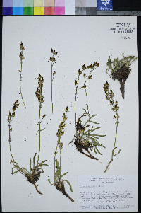 Frasera pahutensis image