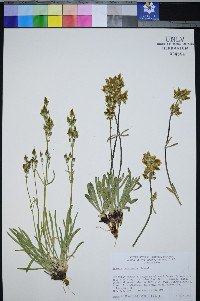 Frasera pahutensis image