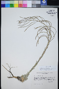 Boechera shockleyi image