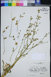 Frasera albomarginata image