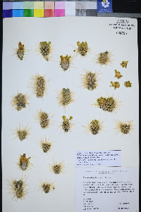 Cylindropuntia multigeniculata image