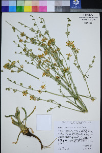 Frasera albomarginata var. albomarginata image