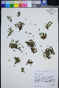 Erigeron uncialis image