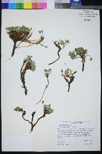 Trifolium andinum image