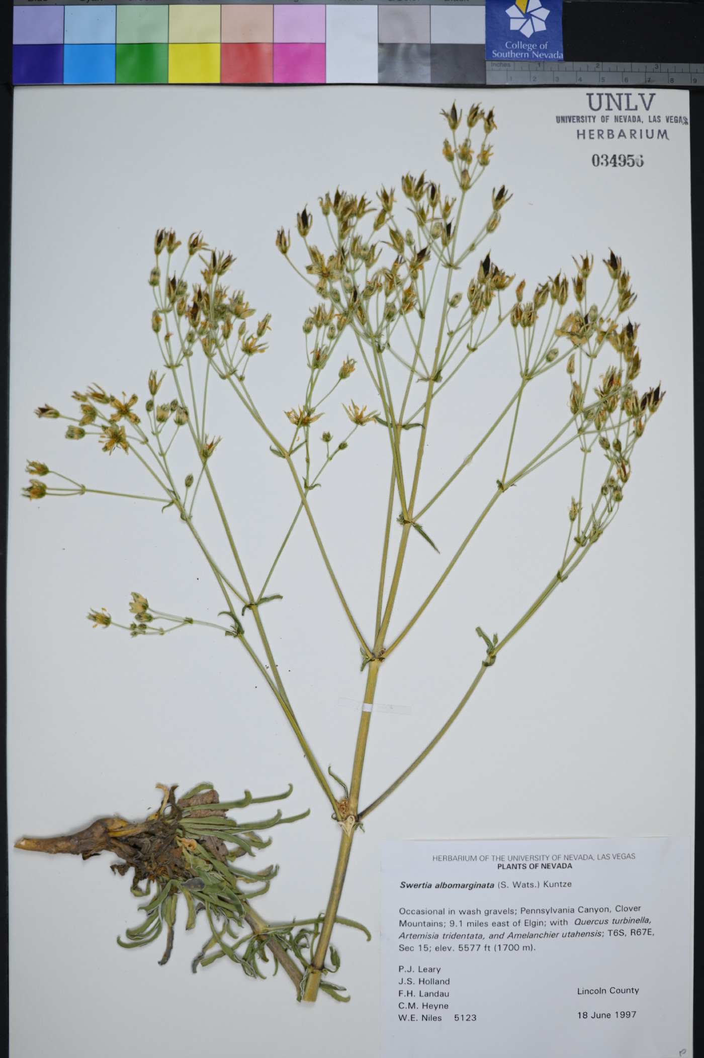 Frasera albomarginata var. albomarginata image