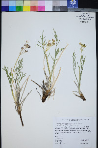 Peucedanum graveolens image
