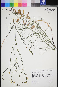 Astragalus convallarius image