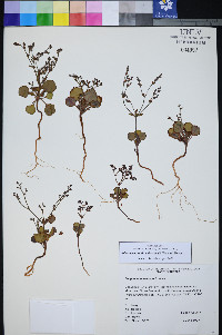 Johanneshowellia puberula image
