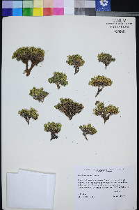 Lepidium nanum image