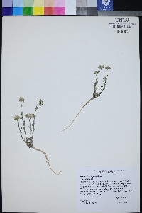 Ipomopsis congesta var. congesta image