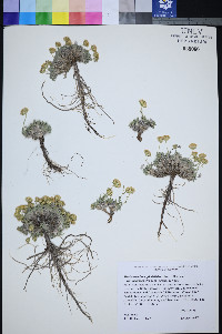 Xanthisma grindelioides var. depressum image