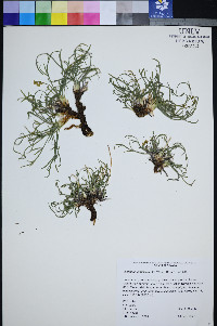 Lomatium graveolens image
