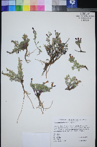 Penstemon thompsoniae image
