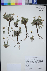 Xanthisma grindelioides var. depressum image