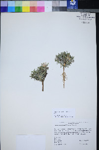 Townsendia jonesii var. jonesii image
