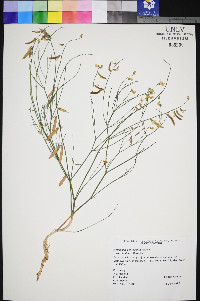 Astragalus convallarius image