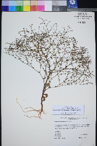 Johanneshowellia puberula image