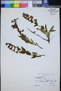 Penstemon leiophyllus image