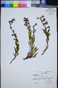 Penstemon leiophyllus var. leiophyllus image