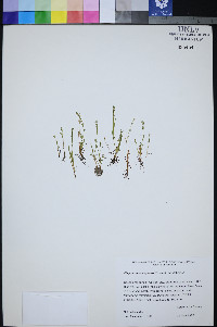 Plagiobothrys scouleri var. hispidulus image