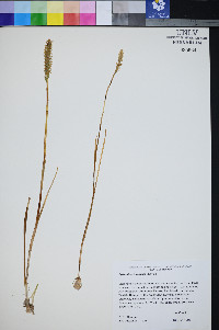 Spiranthes infernalis image
