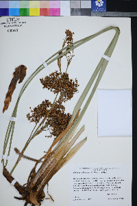 Cladium californicum image