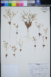 Gilia heterostyla image