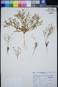 Gilia heterostyla image