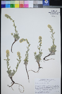 Oreocarya schoolcraftii image