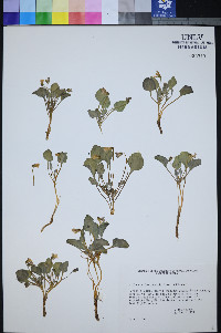 Viola charlestonensis image