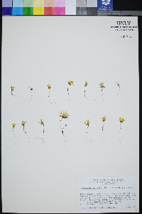 Gymnosteris nudicaulis image