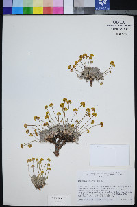 Eriogonum crosbyae image