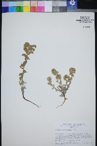 Oreocarya schoolcraftii image