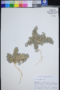 Astragalus tiehmii image